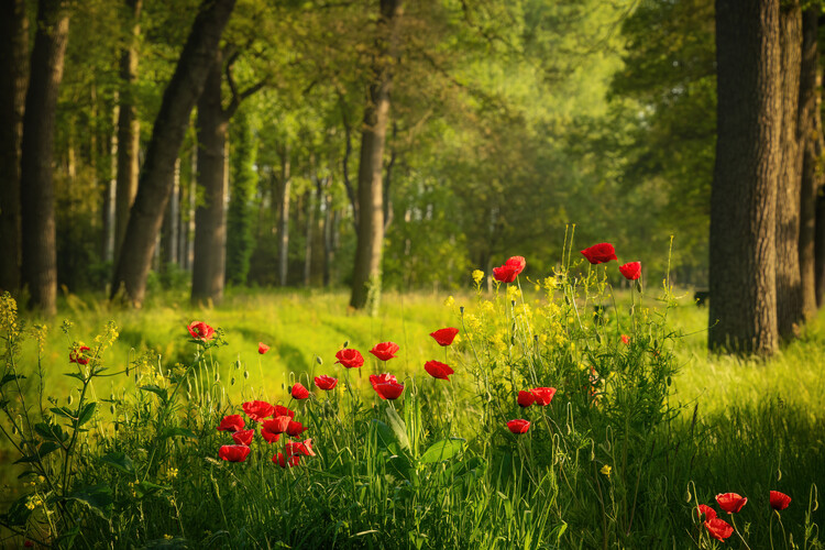 Poster Poppies in a Dutch forest