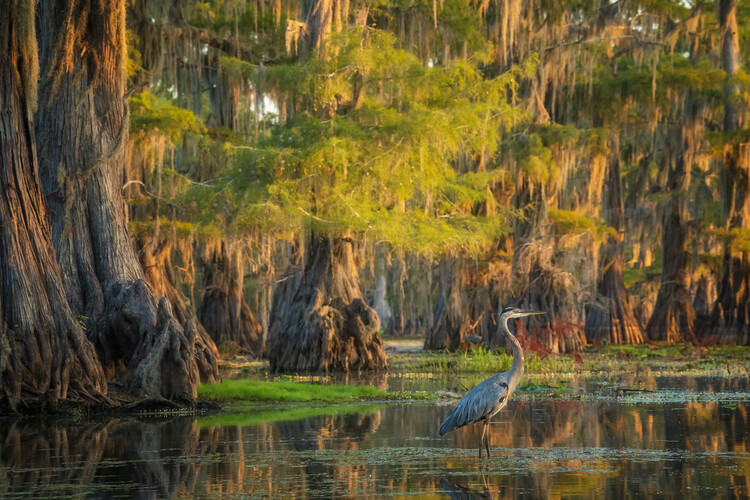 Poster Heron in the swamp