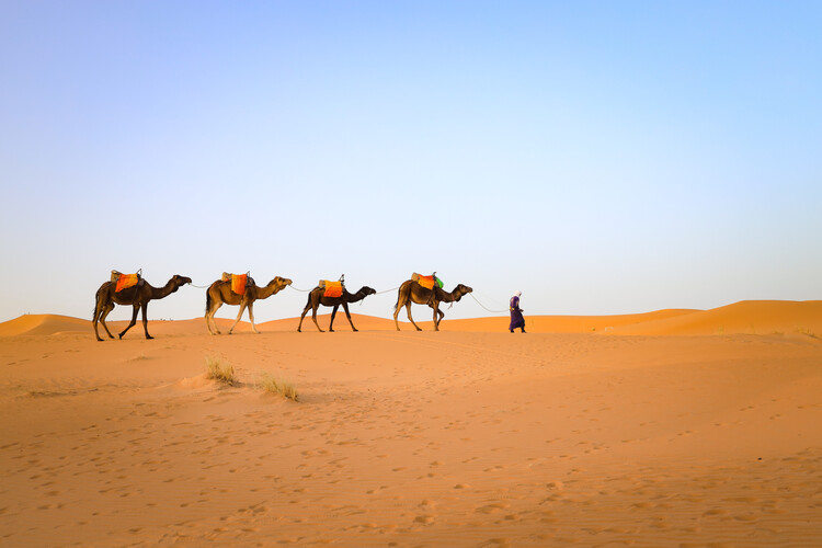 Плакат Sahara