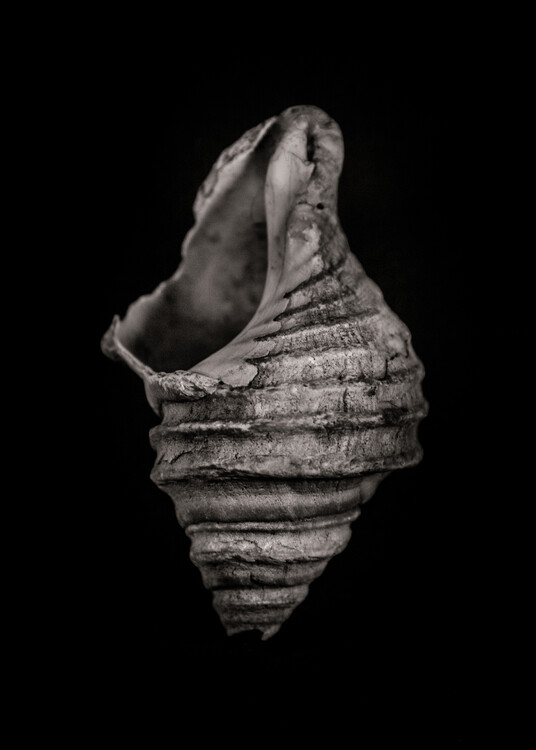 Плакат Shells No 6