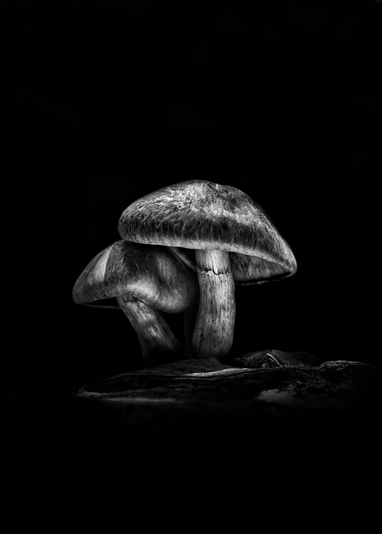 Плакат Toadstools On A Trail No 2