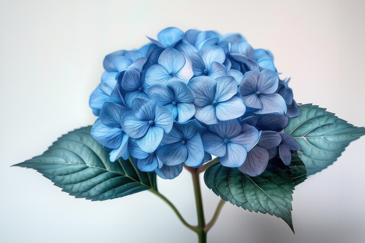 Плакат Hydrangea