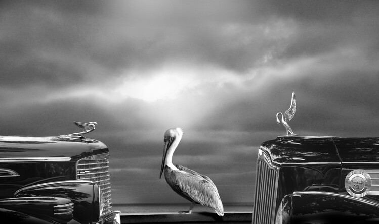 Poster COMTEMPLATING THE PELICAN