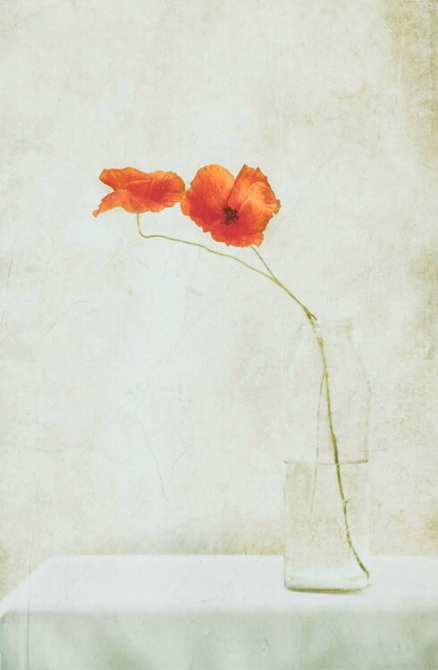 Poster Two Poppies in a Bottle