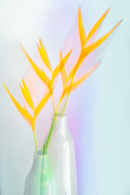 Levně Plakát, Obraz - Still life with flower (Heliconia), Florent Dirk Thies, 26.7 × 40 cm
