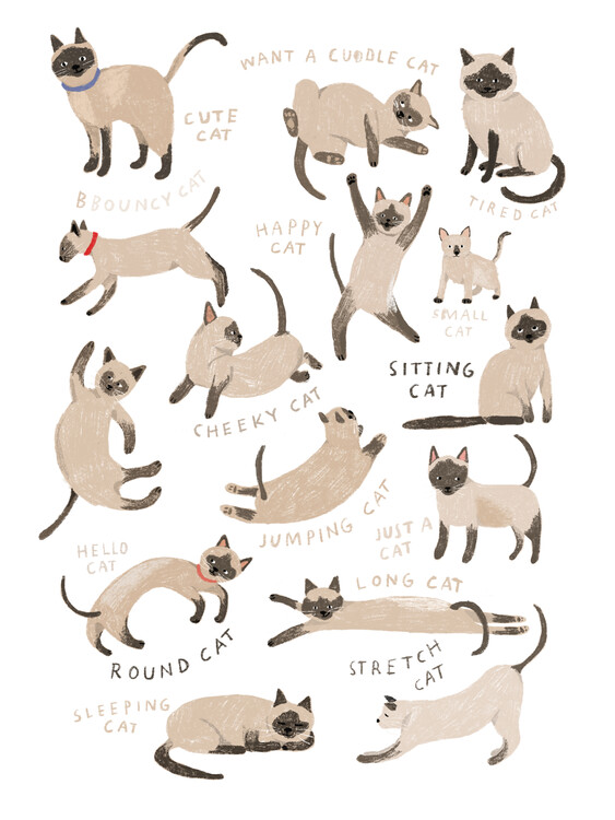 Obraz na plátně Siamese Cat Print