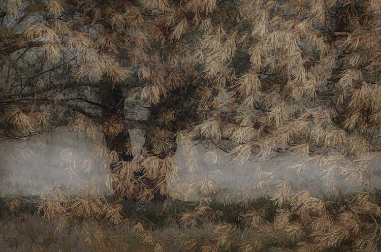 Levně Plakát, Obraz - Pine tree, Nel Talen, 40 × 26.7 cm