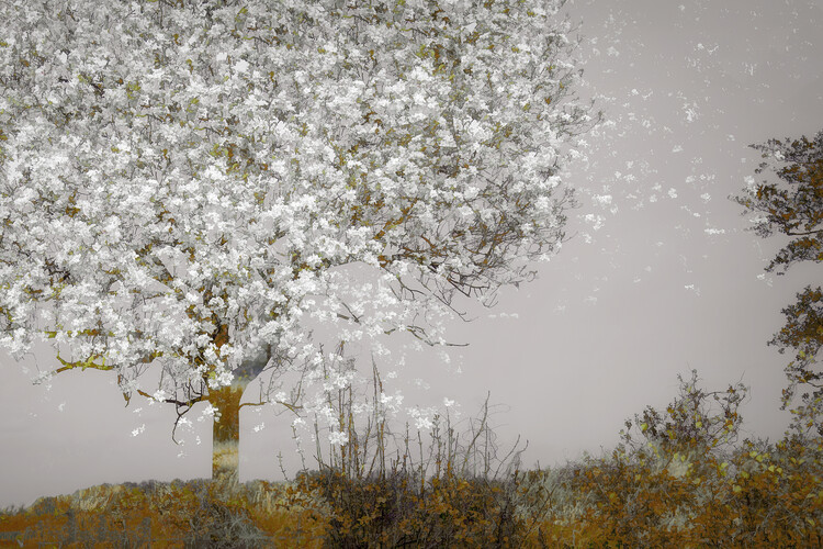 Levně Plakát, Obraz - Fruit tree, Nel Talen, 40 × 26.7 cm