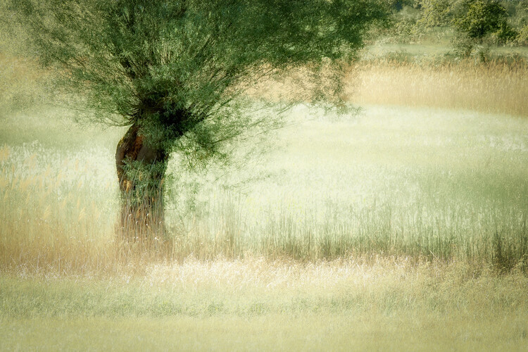 Plakát Willow