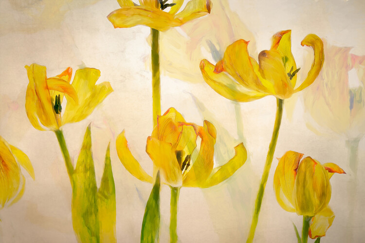 Levně Plakát, Obraz - Flowering tulips, Nel Talen, 40 × 26.7 cm