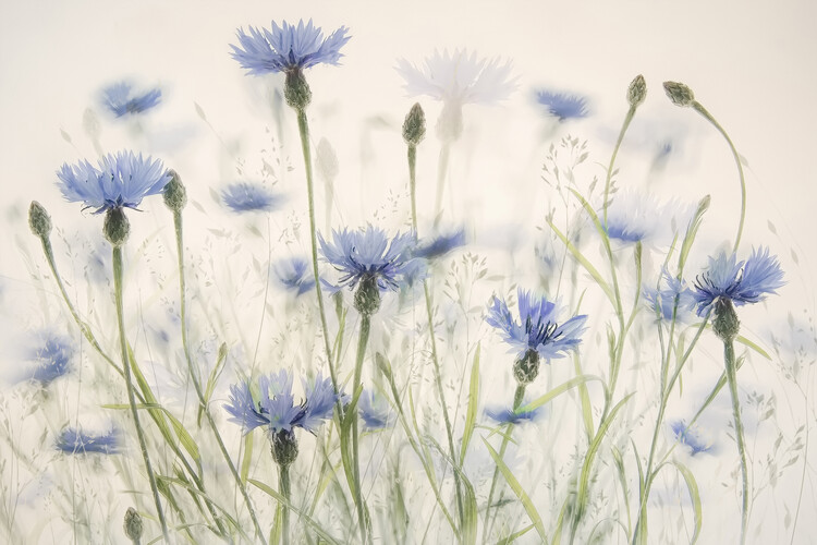 Poster Cornflowers