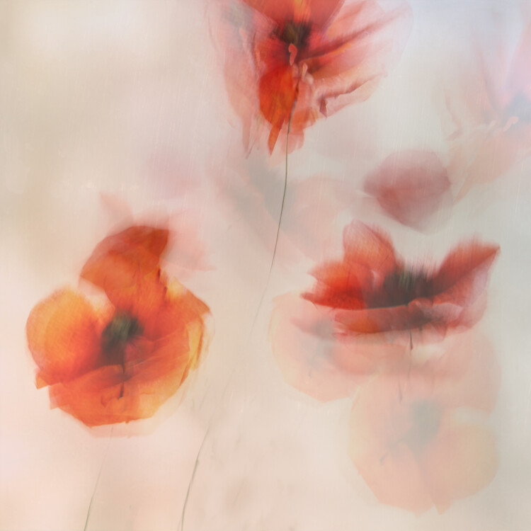 Levně Plakát, Obraz - Painted poppies, Nel Talen, 40 × 40 cm