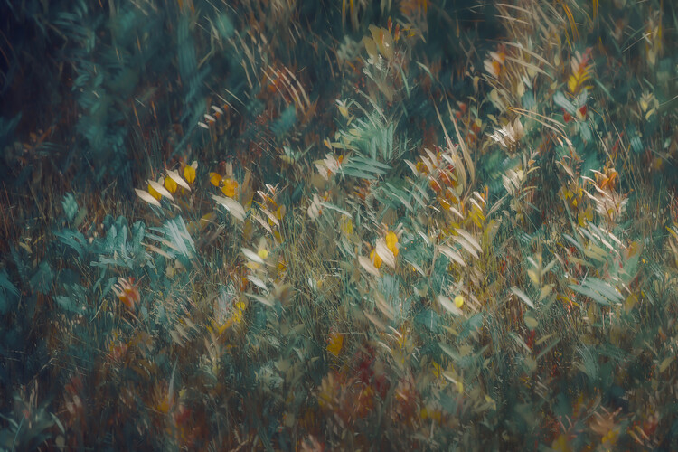 Levně Plakát, Obraz - Late summer, Nel Talen, 40 × 26.7 cm