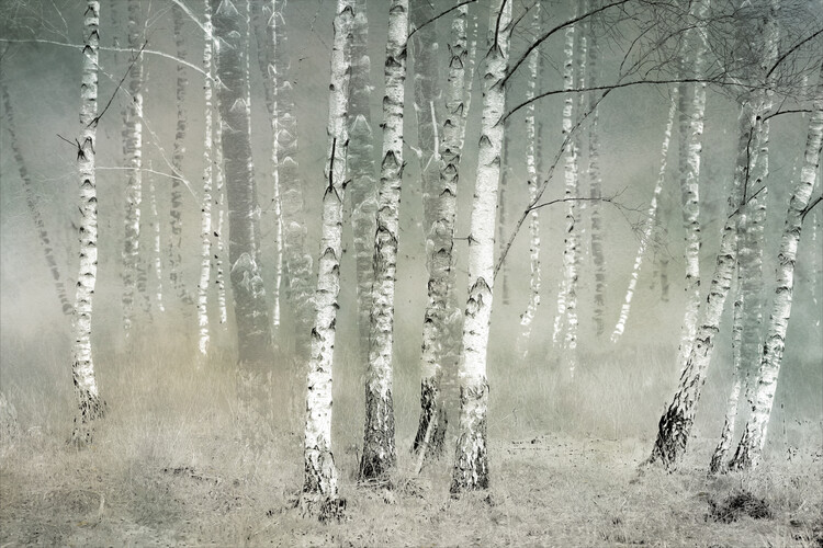 Levně Plakát, Obraz - Morning silence, Nel Talen, 40 × 26.7 cm