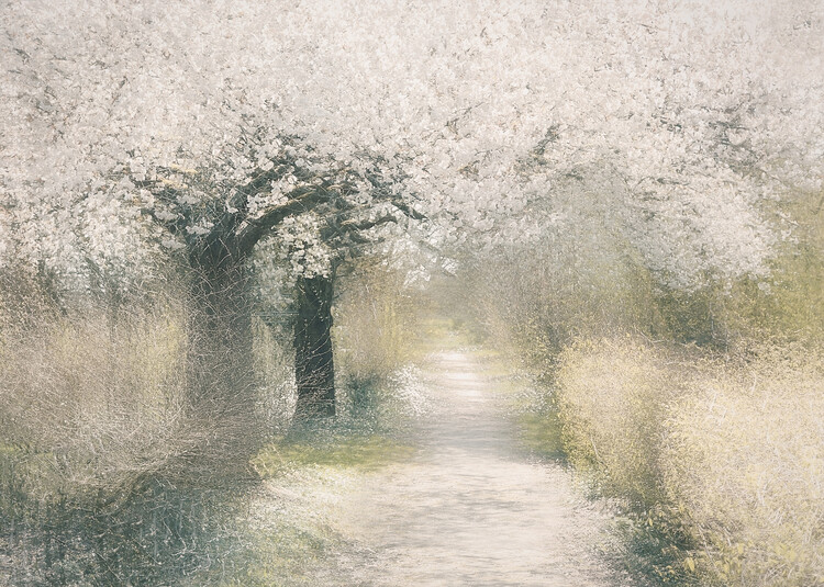 Levně Plakát, Obraz - Cherry blossom, Nel Talen, 40 × 30 cm