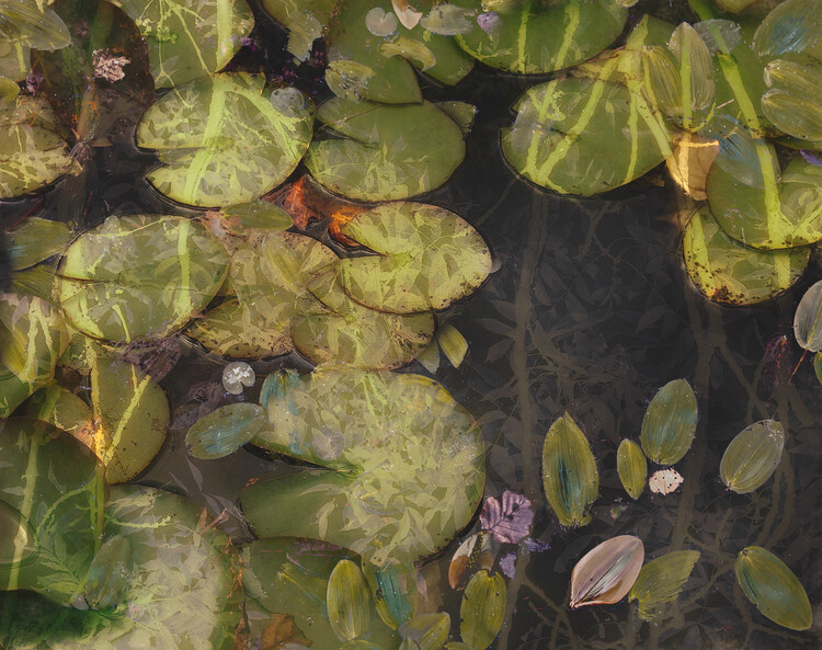 Levně Plakát, Obraz - Pond plants, Nel Talen, 40 × 30 cm