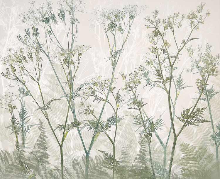 Levně Plakát, Obraz - Cow parsley, Nel Talen, 40 × 30 cm