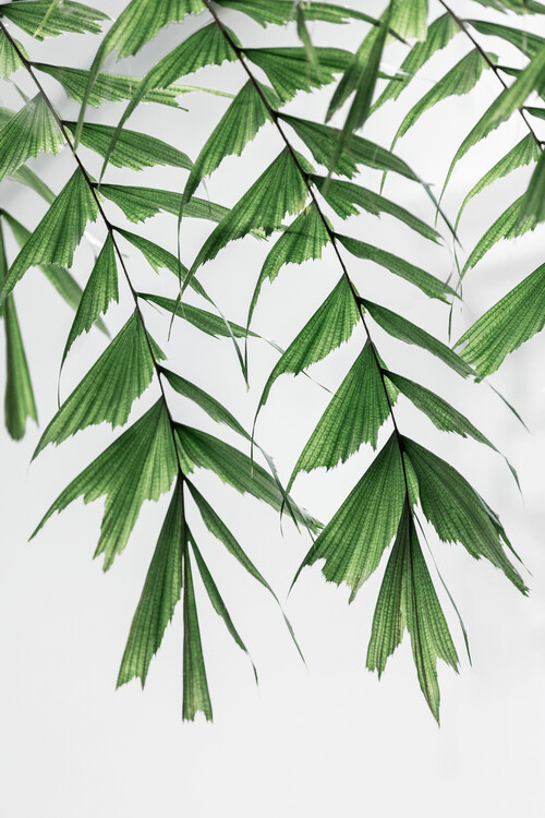 Poster Summer Branches