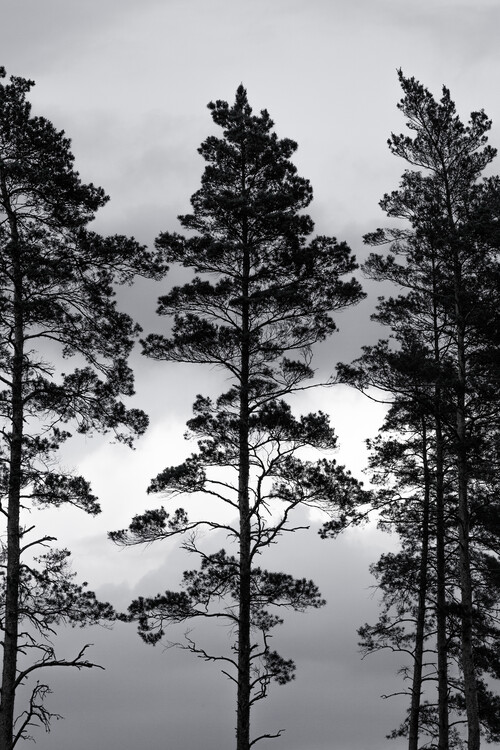 Poster Swedish Trees