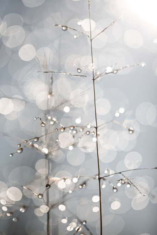 Poster Natural Sparkle