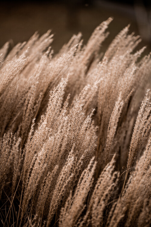 Levně Plakát, Obraz - Grass 16, Mareike Böhmer, 26.7 × 40 cm