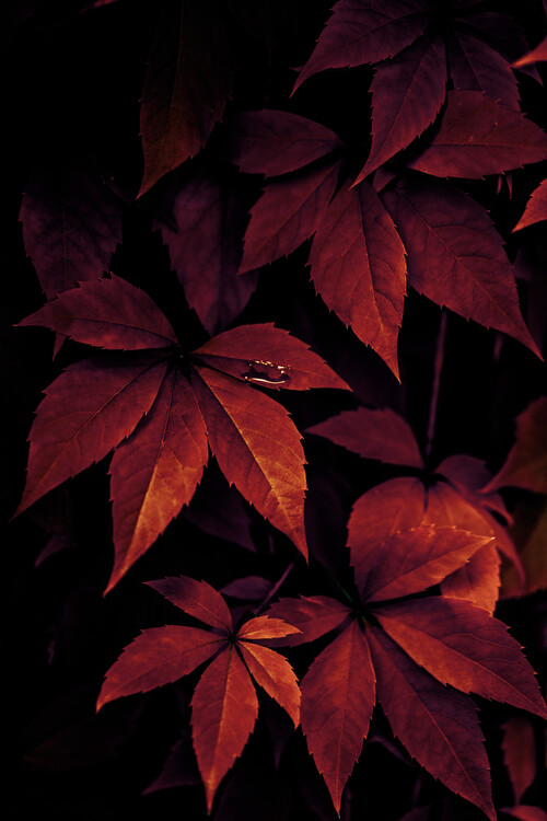 Poster Dark Leaves