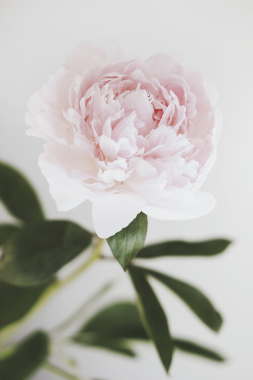 Poster Peony