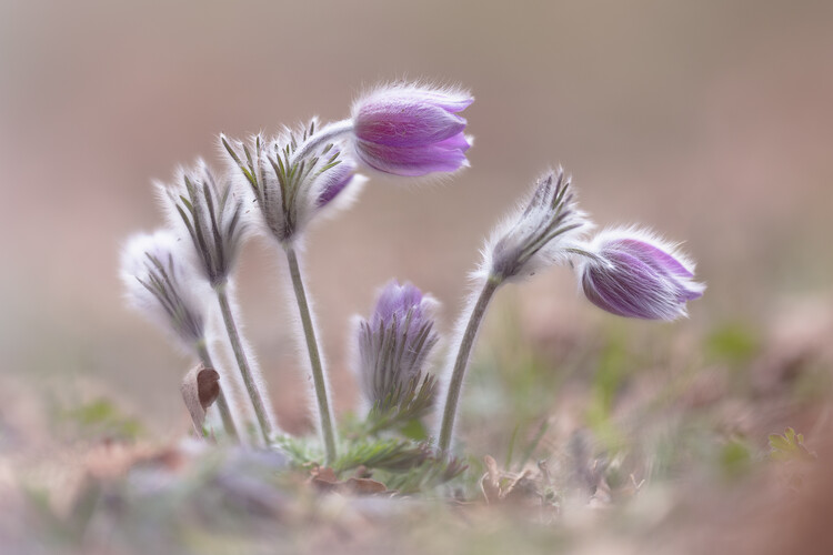 Levně Plakát, Obraz - Mountain Pasqueflower, Fabrizio Daminelli, 40 × 26.7 cm