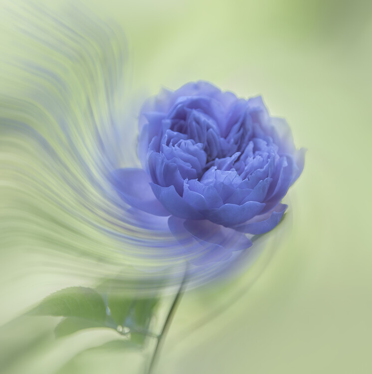 Plakát Blue rose