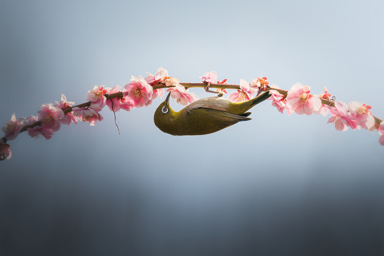 Плакат Spring is coming