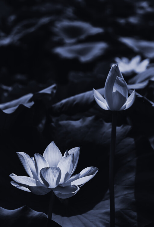 Levně Plakát, Obraz - Midsummer lotus, Sunao Isotani, 26.7 × 40 cm