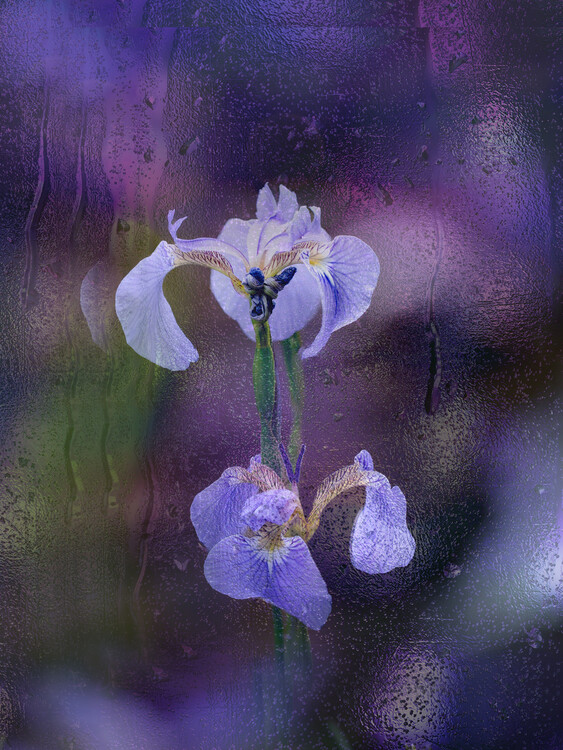 Levně Plakát, Obraz - Iris in rain, YoungIl Kim, 30 × 40 cm