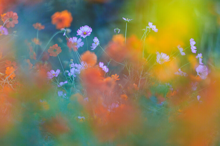 Levně Plakát, Obraz - The Colorful Garden, Junko Torikai, 40 × 26.7 cm