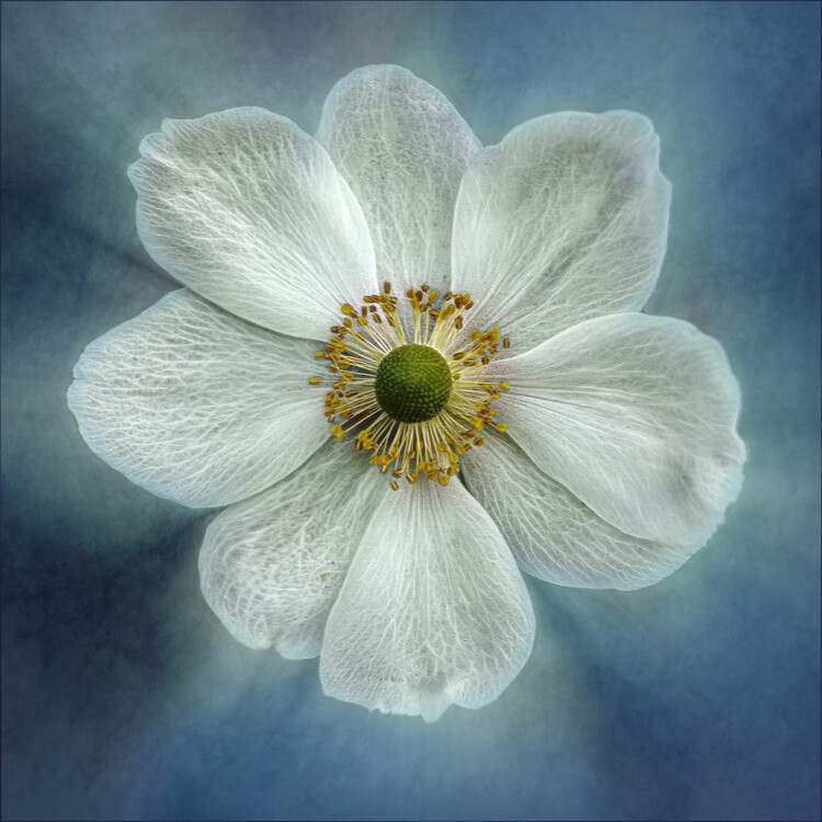 Poster Princess Anne-Mone