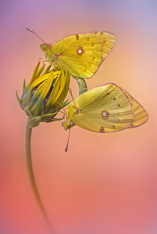 Levně Plakát, Obraz - Colias croceus, Fabrizio Daminelli, 26.7 × 40 cm