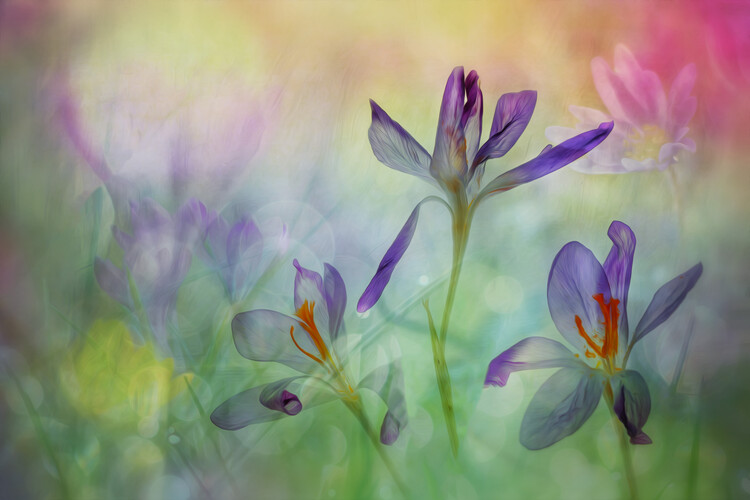 Plagát A bouquet of springflowers