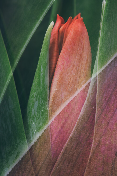Levně Plakát, Obraz - Tulip, Johan Lennartsson, 26.7 × 40 cm