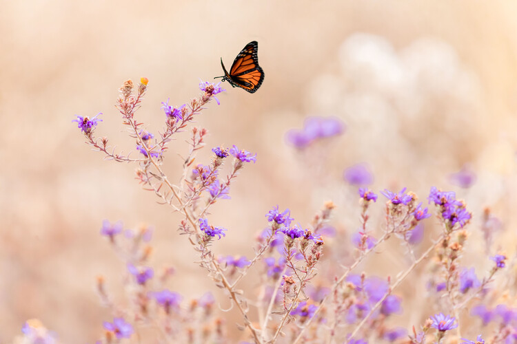 Canvas Print Winter blooming