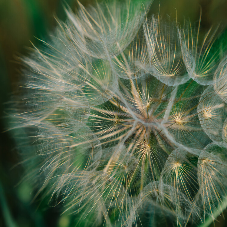 Levně Plakát, Obraz - Summer Dandelion, Bethany Young, 40 × 40 cm
