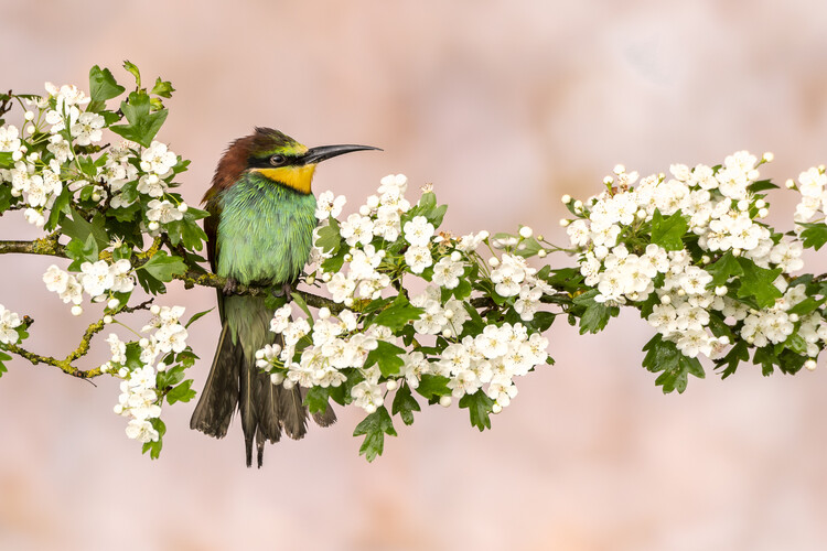 Fototapet Bee-Eater