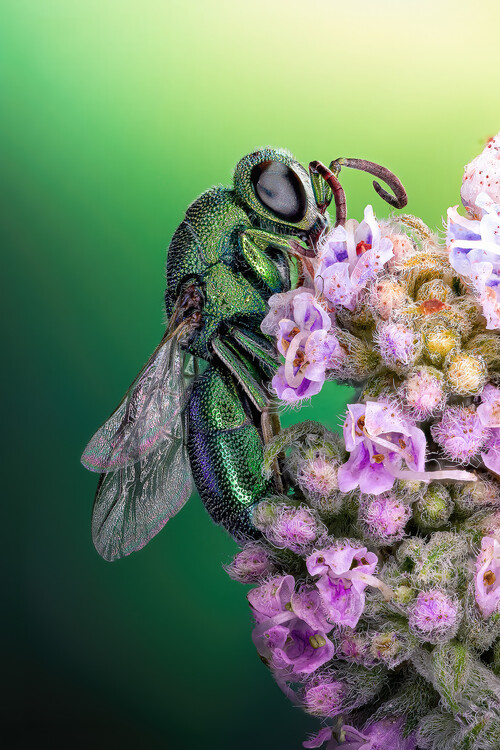 Poster Cuckoo wasp