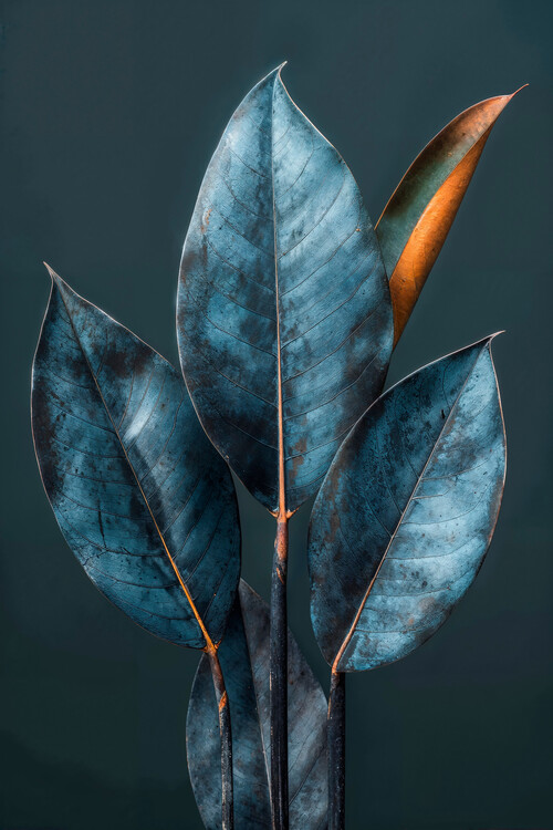 Poster Leaf photography