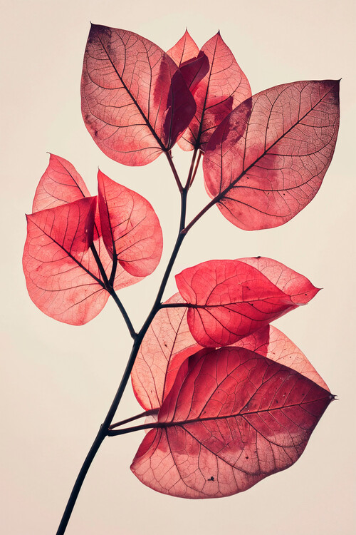 Poster Leaf photography