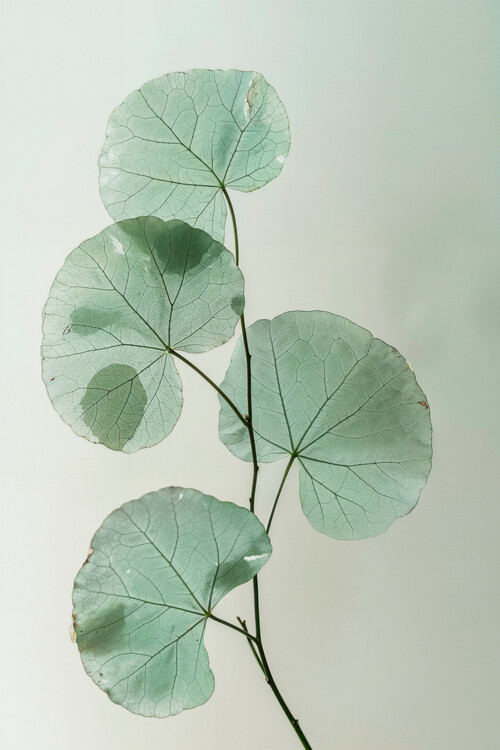 Plakát Leaf photography