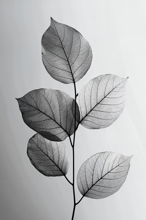 Плакат Leaf photography