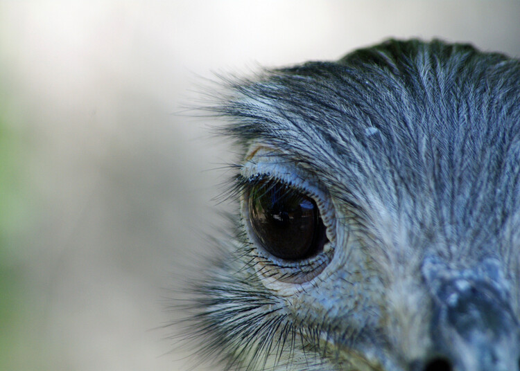 Плакат Eye of the Emu