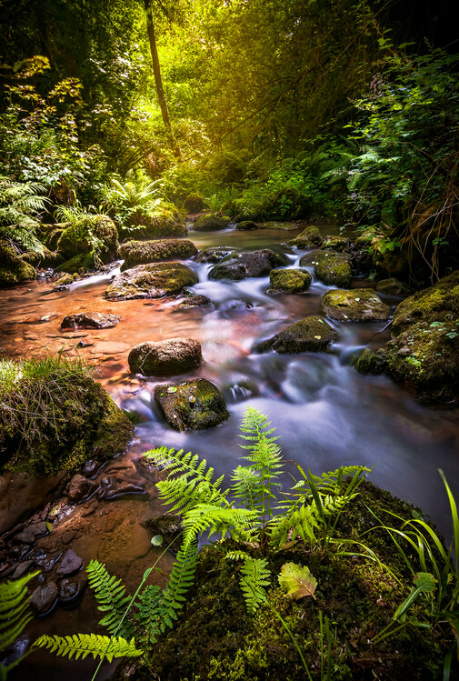 Плакат Torrent in the forest
