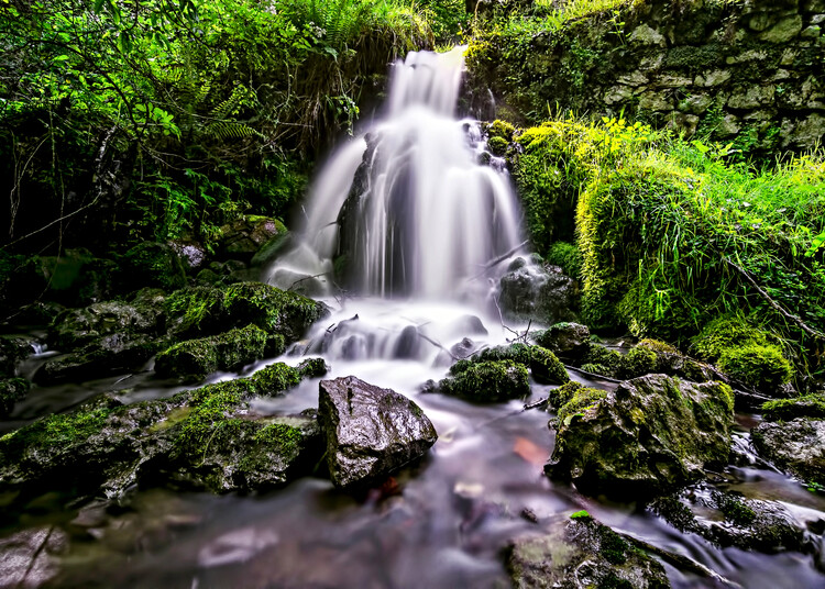 Плакат Torrent in the forest