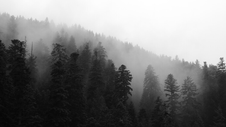 Poster Misty Mornings