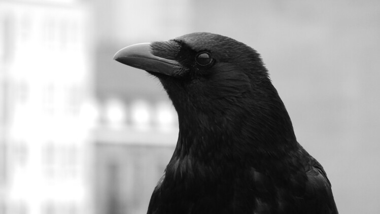 Poster A crow in Ghent
